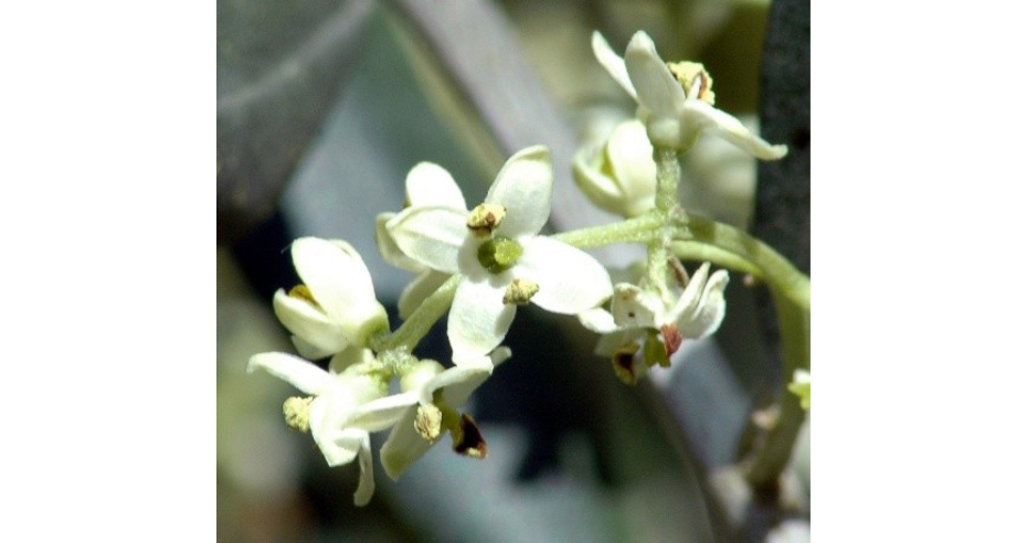 Flor da oliveira em close-up, com pequenas pétalas brancas e detalhes delicados dos estames, em fundo natural desfocado