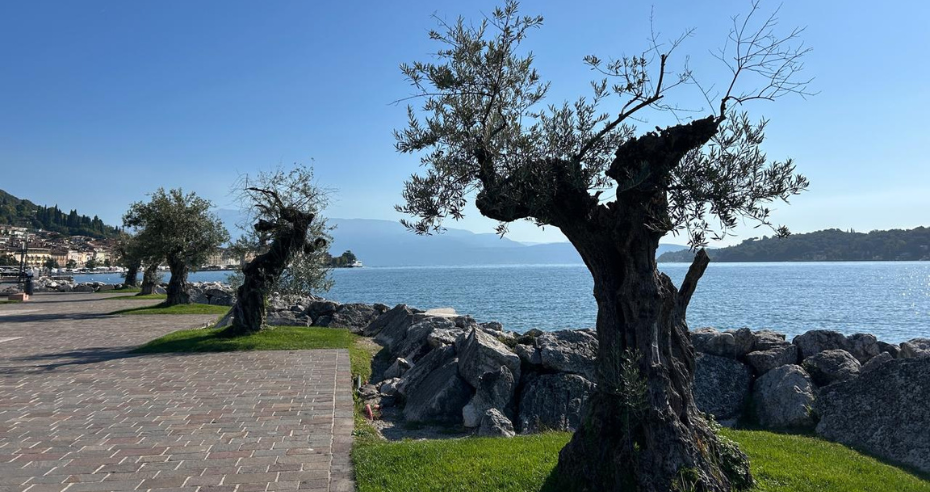 Oliveira centenária à beira do Lago di Garda, na cidade de Salò, com tronco retorcido, pedras naturais ao redor e água azul ao fundo, sob céu limpo.